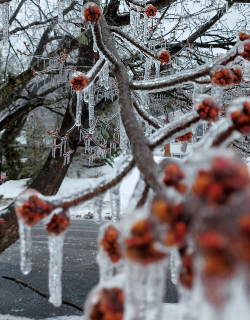 it is a tree that has been frozen with ice from a ice storm