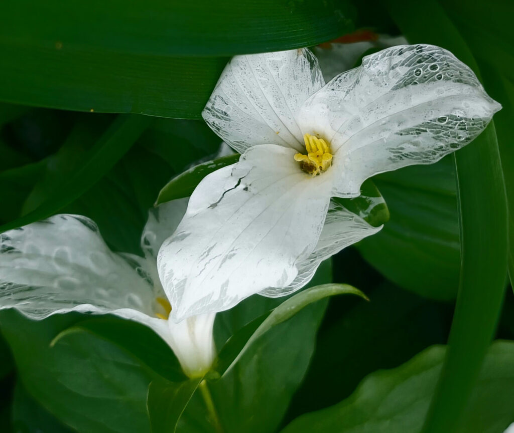 it is a white Trillium that is fading a way