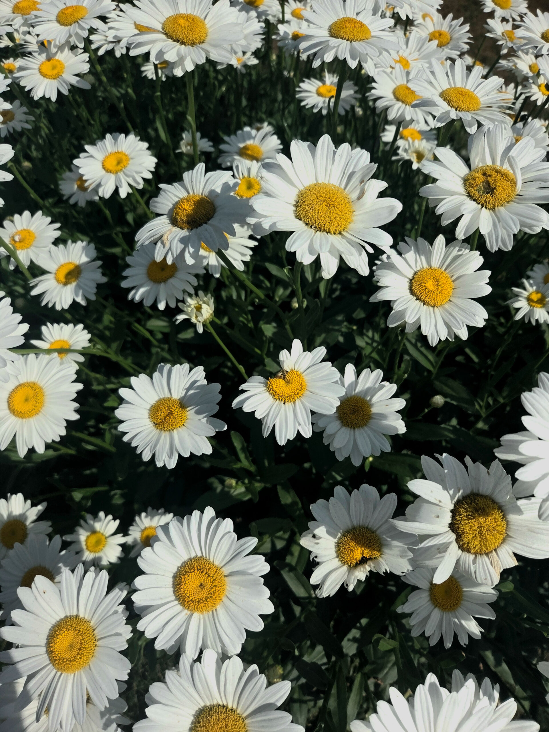 It is a bed of Daisy