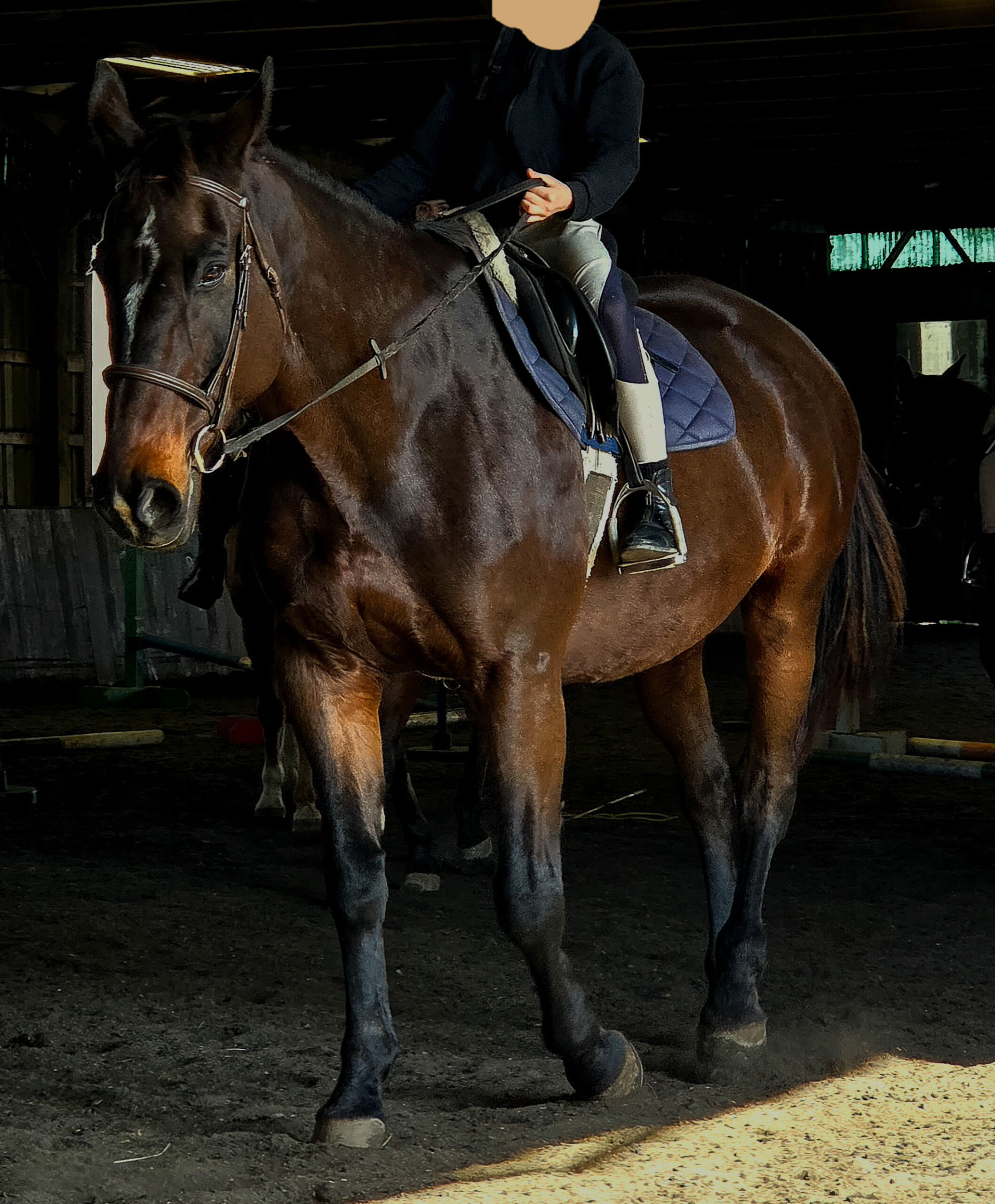 A horse that is helping a girl practice her riding